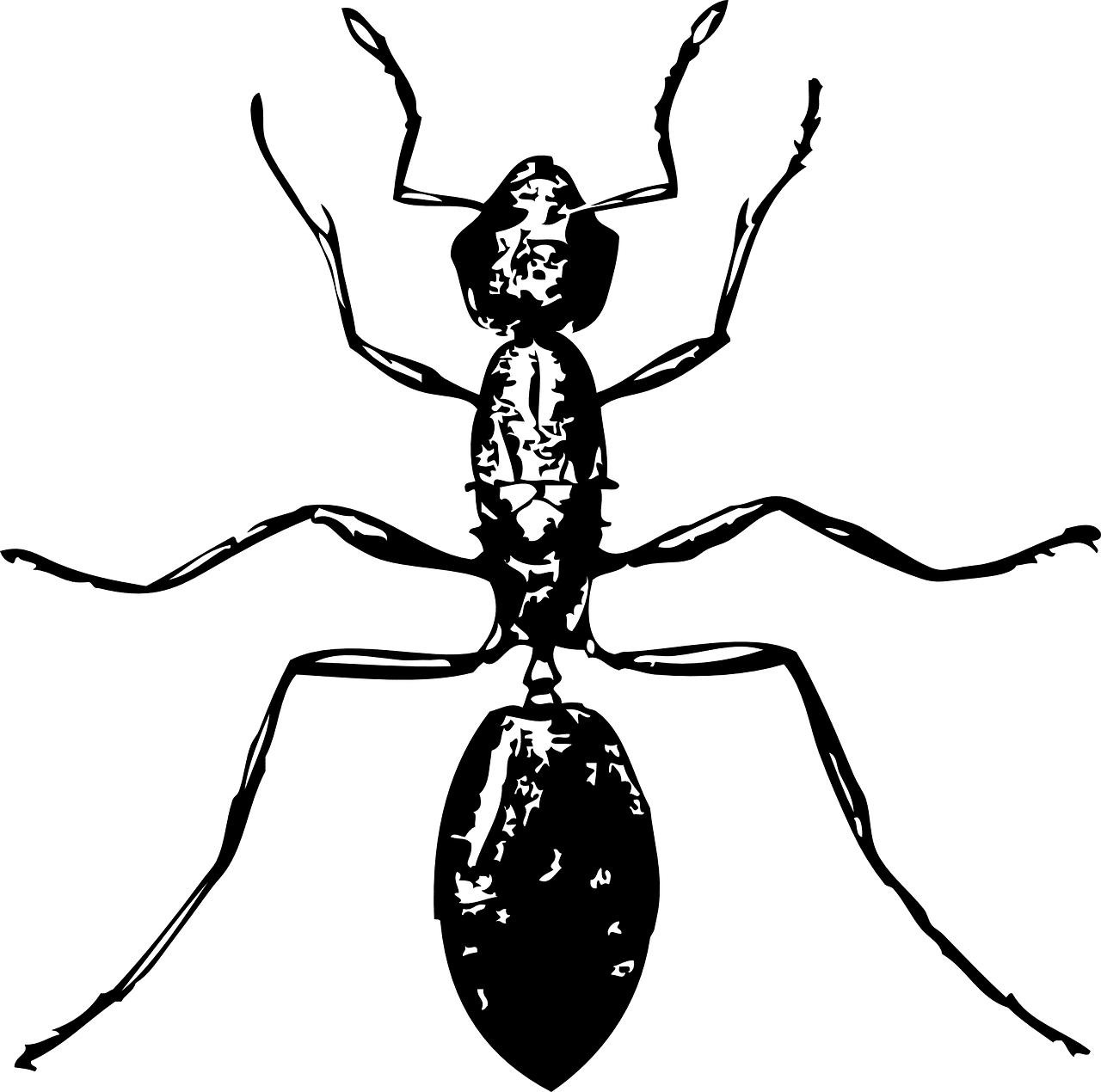 הדברה