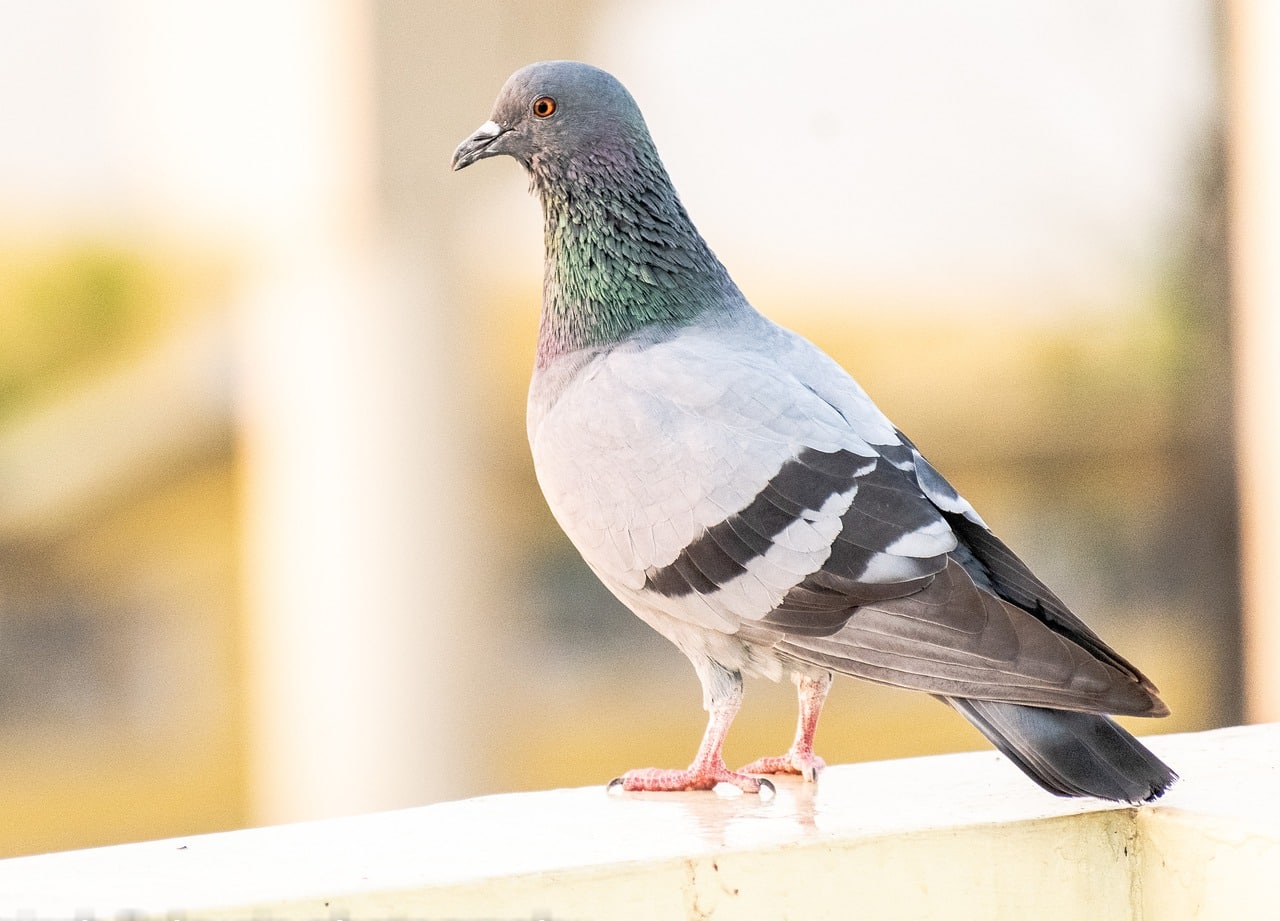 דוקרנים של יונים